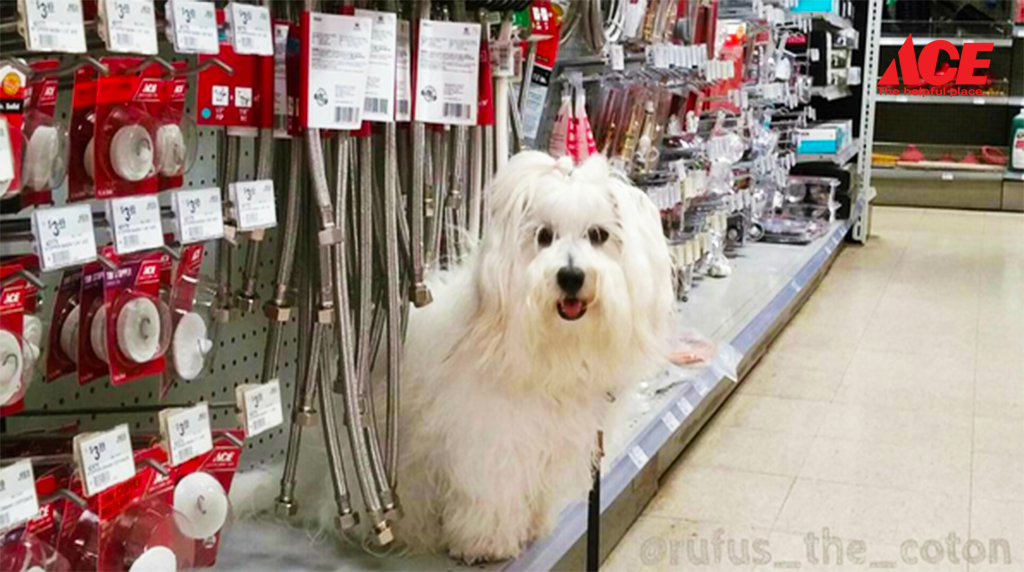 Do you notice something "extra" ordinary in this photo? Photo by Instagram user rufus_the_coton #mylocalAce