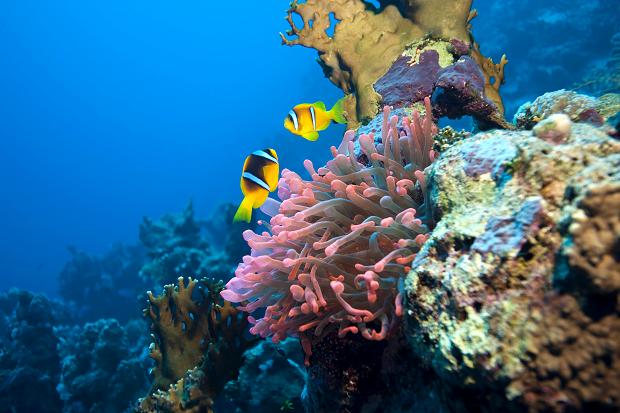Charming_Sharm1's tweet photo. Coral Reefs, #Sharm

#travel #WALvURU #NZLvARG #SingaporeGP #Martial #DavisCup
#totcry #DUBvKER #NewZealand #Egypt http://t.co/N04qPisEar