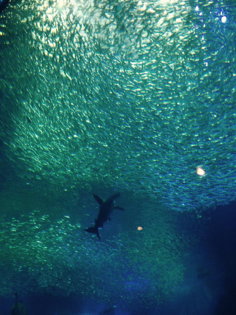 魚の気持ち 魚の気持ち