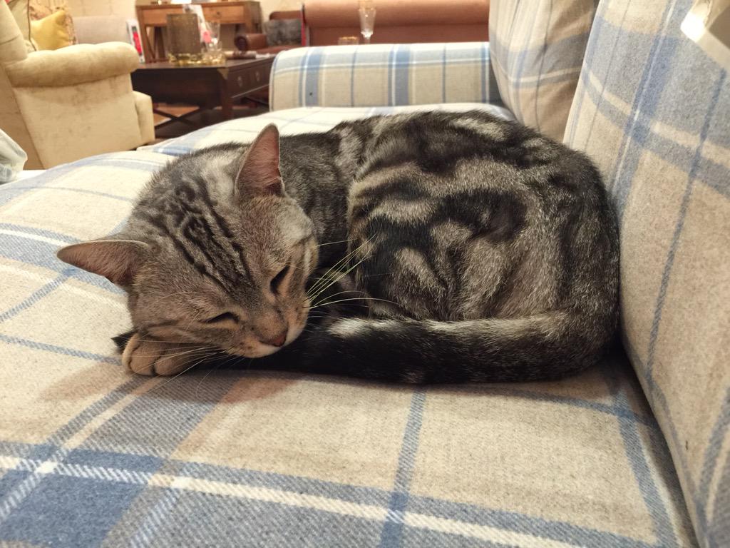julz_22's tweet photo. @DexterWindsor chilling out in Laura Ashley today #dexspot http://t.co/cJwmIV0Res