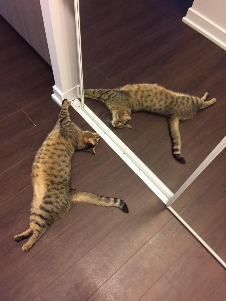 Raheem Kitty tweet media