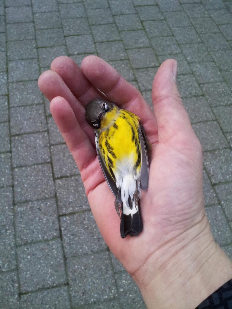 SafeWingsOtt's tweet image. Magnolia Warbler died in my hands after colliding w/ @gallerydotca walkway #ottbird #birdsafedesign