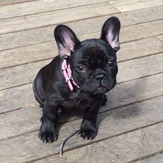 Frenchie_Cute's tweet photo. My beautiful girl!! #frenchbulldog #frenchie #beautiful #mummy #love #workforthis http://t.co/RHhCW62si0 http://t.co/J7FzE0pFgb