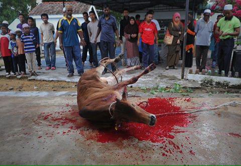 GettingsMike's tweet photo. @boycottkerala @Tigermike1606 @mmcelveen64 @SaveKeralaDogs @TonyStephen19 Come on! India seriously! #AnimalRights http://t.co/VZyIwB8kQX