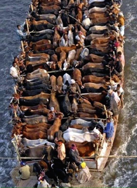 GettingsMike's tweet photo. @boycottkerala @Tigermike1606 @mmcelveen64 @SaveKeralaDogs @TonyStephen19 Come on! India seriously! #AnimalRights http://t.co/VZyIwB8kQX