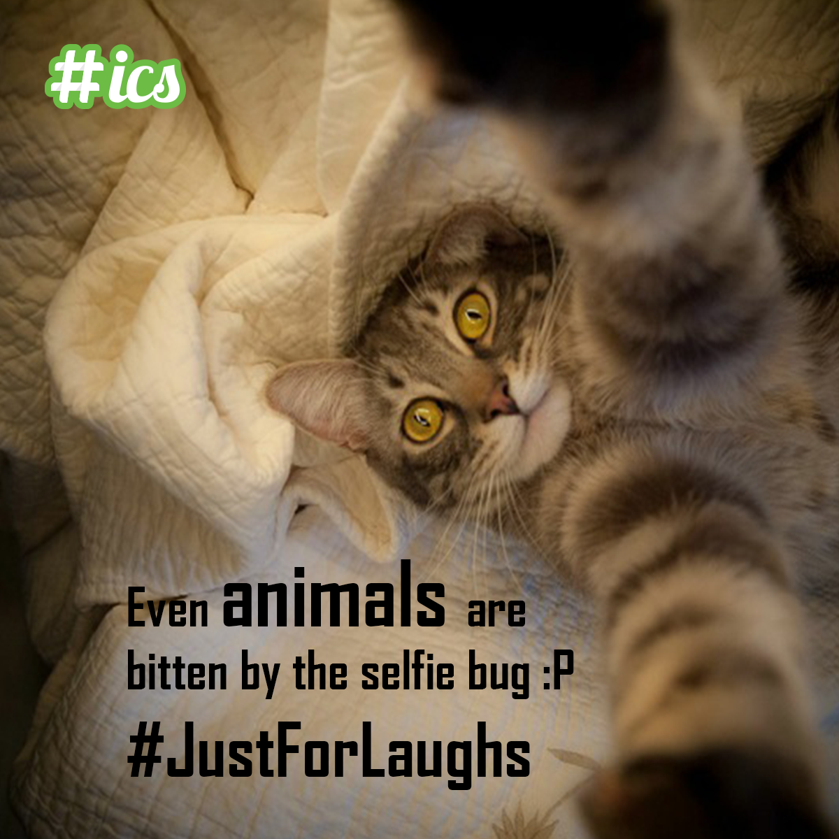#JustForLaughs :P #AnimalSelfies #Fun #Pics