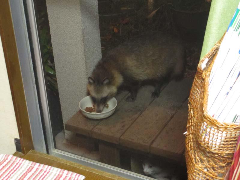 猫がエサ食べる音が変なので見てみたら違う奴がいた 隠れる猫の顔がなんか笑える Togetter