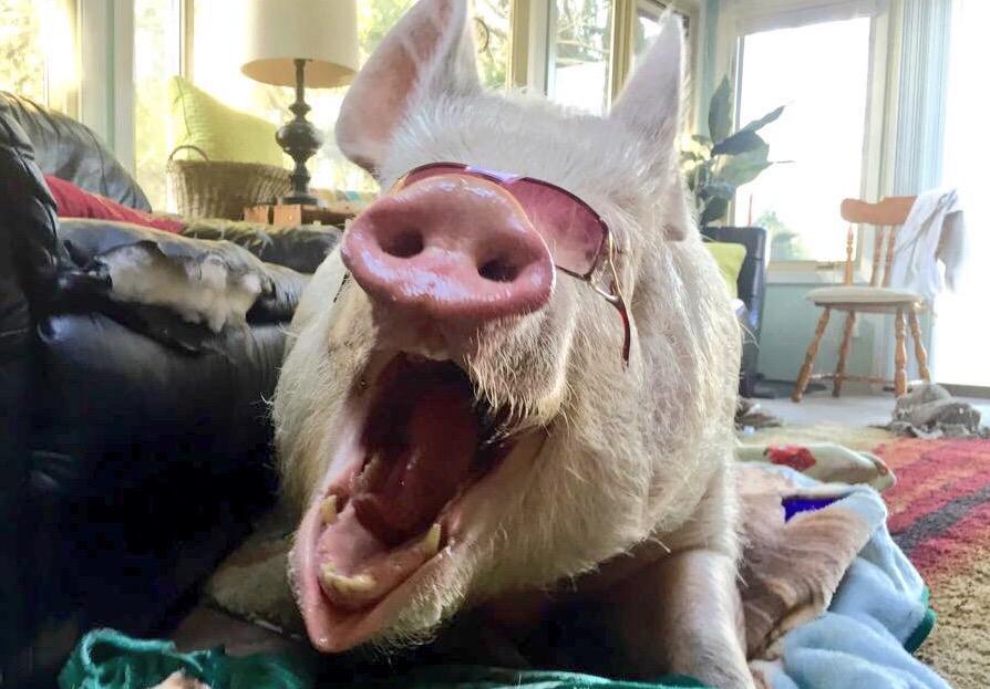 EstherThePig's tweet image. Sending our best to @rickygervais &amp;amp; the whole @BeLikeDerek team. Good luck tonight! #KindnessIsMagic #DerekForTheWin