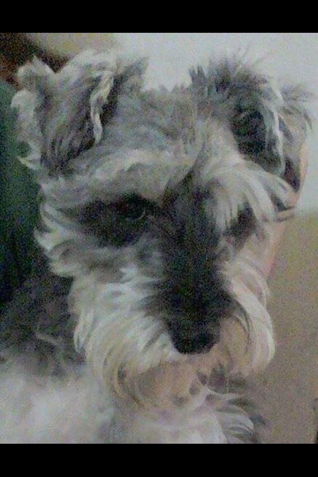 Isabel Junco (@isabeljunco) on Twitter photo Extraviada en col portales (Pirineos y eje central ) <a href="/PrrosPerdidosMX/">PerrosPerdidosMx</a> <a href="/InstitutoPerro/">Instituto Perro</a> <a href="/DoggyCommunity/">Doggy Community</a> <a href="/HuesitosDF/">Huesitos DF</a> Extraviada en col portales (Pirineos y eje central ) <a href="/PrrosPerdidosMX/">PerrosPerdidosMx</a> <a href="/InstitutoPerro/">Instituto Perro</a> <a href="/DoggyCommunity/">Doggy Community</a> <a href="/HuesitosDF/">Huesitos DF</a>