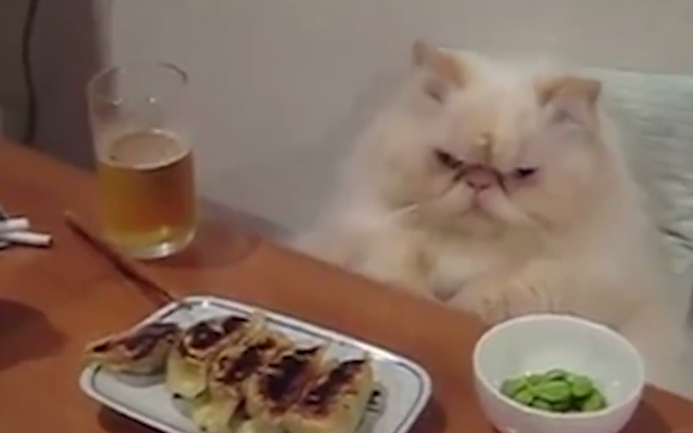 dodo's tweet photo. Cats should have good table manners as well! 5 easy steps, a video http://t.co/useEz0KScU http://t.co/7WSNTpo6jY