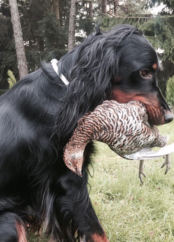 arntjb's tweet photo. Verdens beste Askeskogens Frøya😊❤️et arbeidsjern! #askeskogen #gordonsetter#fuglehund#skogsfugl#jakt2015 http://t.co/1pEIcDPzU4