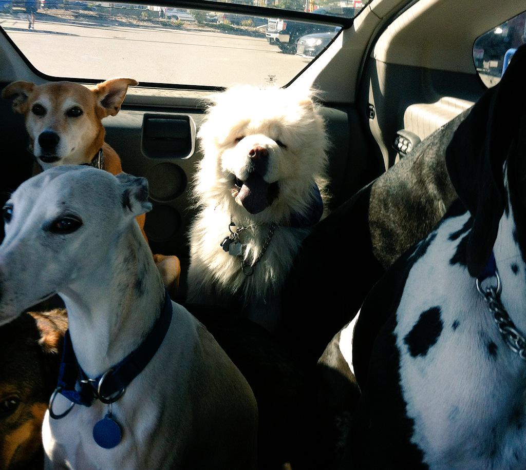 boobearyyc's tweet photo. Great Sunday with 10 of my besties #sundayfunday #furkids #packwalking #happy http://t.co/Ywj9Bnuowt