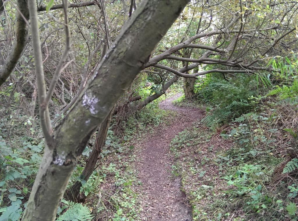 Mijn favoriete wandelpad is weer geopend: groene wandeling De Geul.
