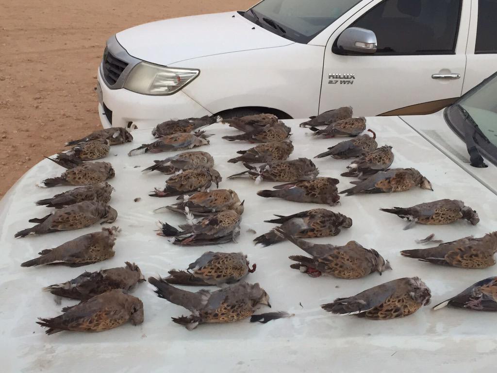 Al_waal3's tweet photo. اخبار القمري:

صيد اليوم ٣٢ قمريه /شمال شرق الرياض
من عماد الشلاحي ،، http://t.co/vRmpj7r8Zr