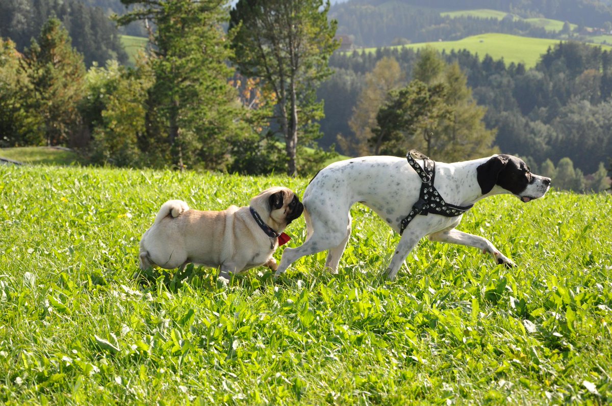 NutelloThePug's tweet photo. Don't worry girl, I've got your back 😁
#nutellothepug #pug #dog #love #Switzerland  #nature http://t.co/IYuTLmm7Kx