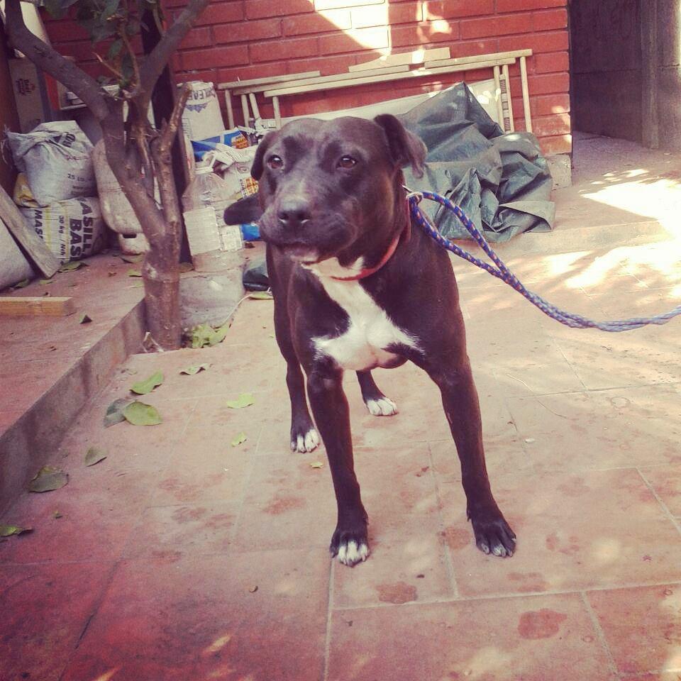 adogtamecl's tweet photo. #Adopta a Nigga #perrita de 2 años mezcla de pitbull se lleva bien con otros perros http://t.co/pfMFE1GwpE http://t.co/P9O6HwqOnB