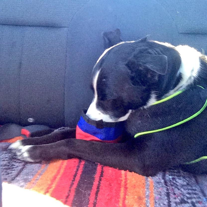 ChopperFach tweet media