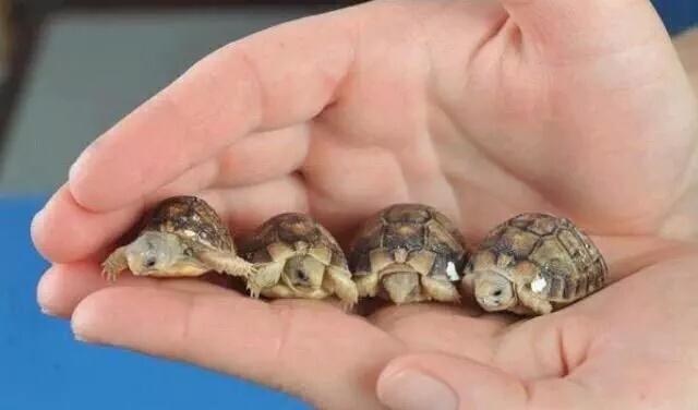 KuvvetKuvvet's tweet photo. soldan sağa..
atos..portos..aramis..dartanyan..🐢 http://t.co/O21T6ZqzKB