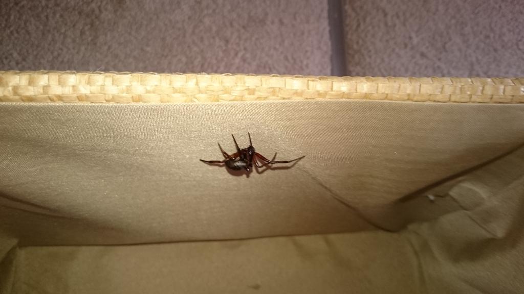 matthew101's tweet photo. @Homebase_help we bought 3 stacking boxes from you today and found this little beauty inside one of them. http://t.co/gWdeP1Vs80