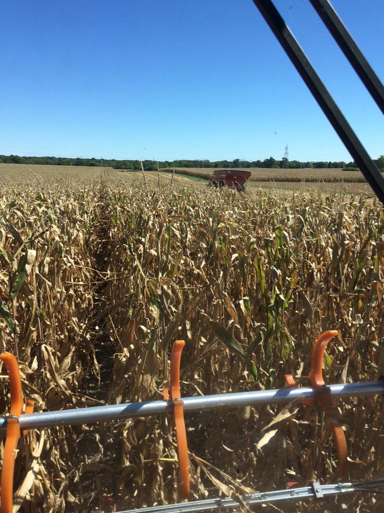 jandafuller's tweet photo. #pioneer 0987 performing excellent in corn on corn with great plant health http://t.co/fYaI7iAYpr