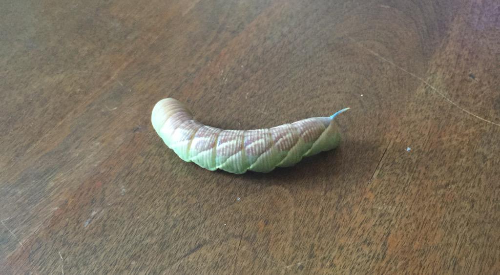 Are Hornworms Poisonous to Dogs