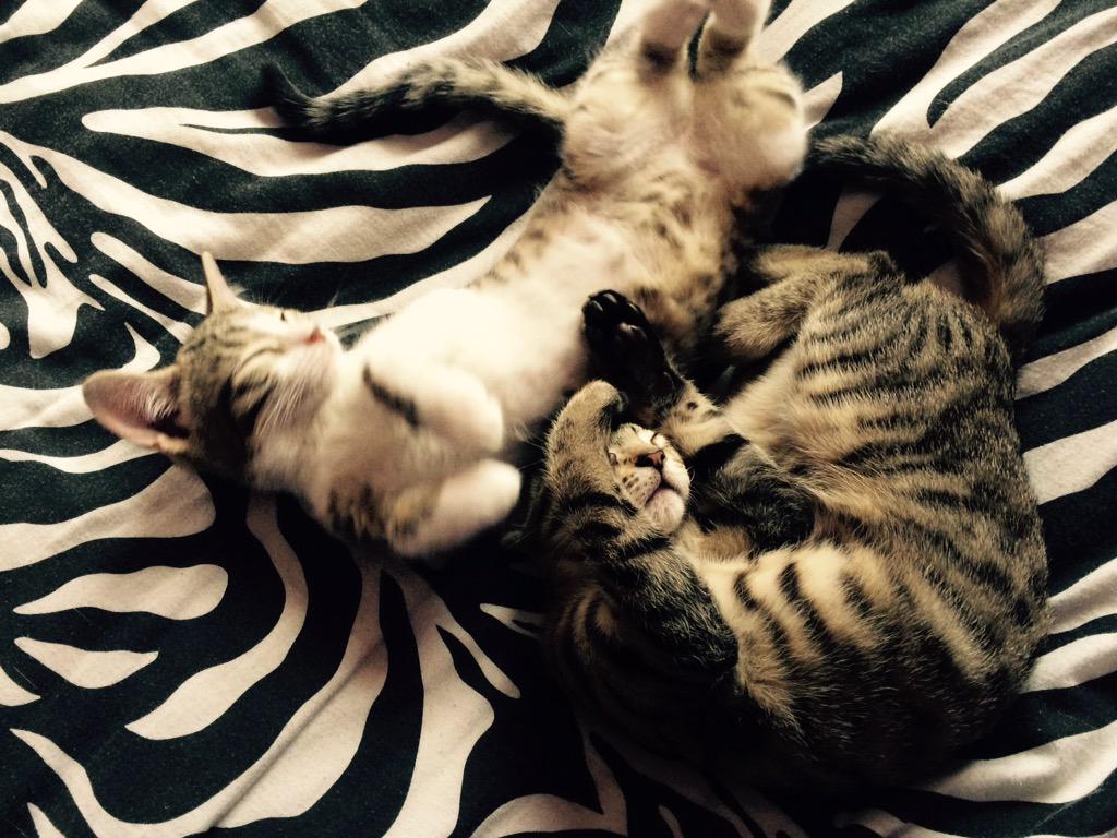 TigerBluebell's tweet photo. #sleepingcat #CatBoxSunday http://t.co/v4Gb5CVOki