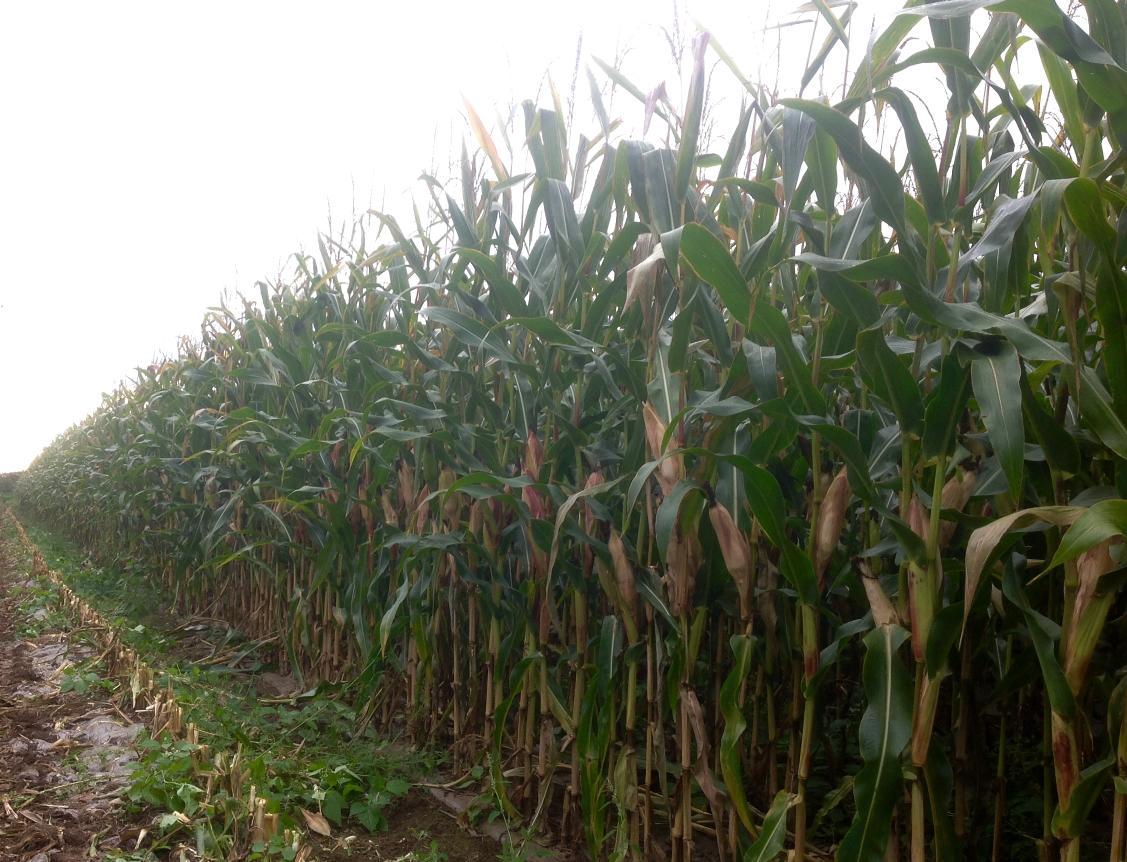 NickersonBen's tweet photo. Nickerson's SUNLITE Forage Maize - Proves To Be Growers Variety Of Choice Within On Farm Maize Trial! #digestability http://t.co/fdQLAoN91O