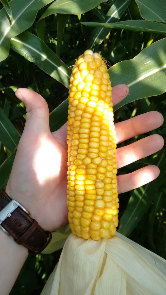 NickersonBen's tweet photo. Nickerson's SUNLITE Forage Maize - Proves To Be Growers Variety Of Choice Within On Farm Maize Trial! #digestability http://t.co/fdQLAoN91O
