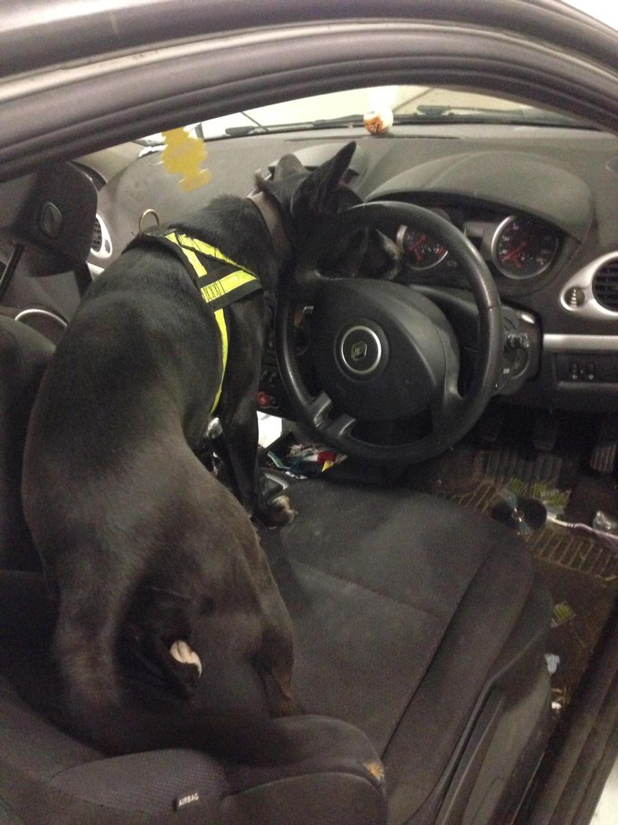 NSPoliceDogs's tweet photo. PD Maggie locates qty of drugs in a vehicle resulting in 3 arrests in #KingsLynn last night. @KingsLynnPolice #topdog http://t.co/SkrdxRWIjp