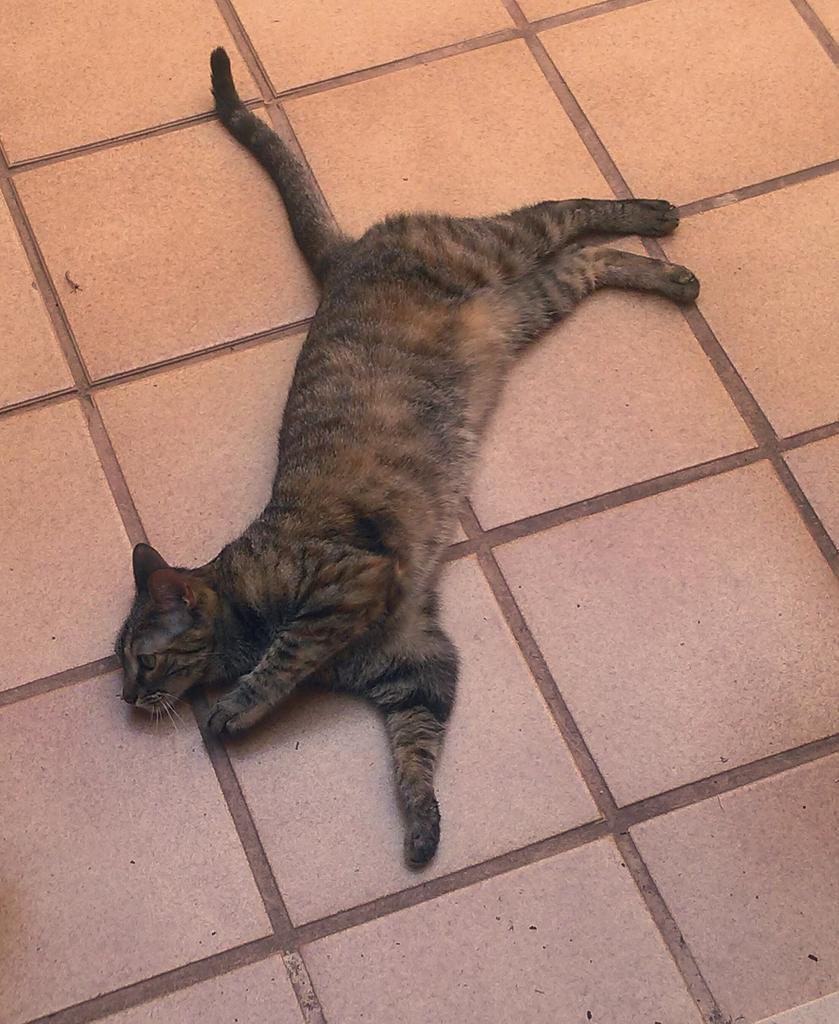 isaalledo's tweet photo. Encara que ningú ho puga entendre #mimisi http://t.co/hLod4X8DBQ