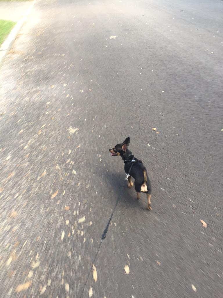 sabrina_hughes's tweet image. #dogwalklife