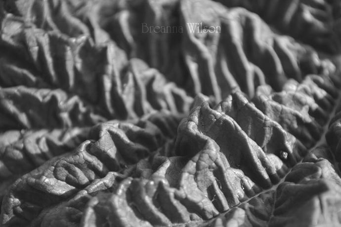 BWArtPhotog's tweet image. Garden Mountains #Chard #blackandwhitephotography #VisualTextures #Photography #ArtinNature