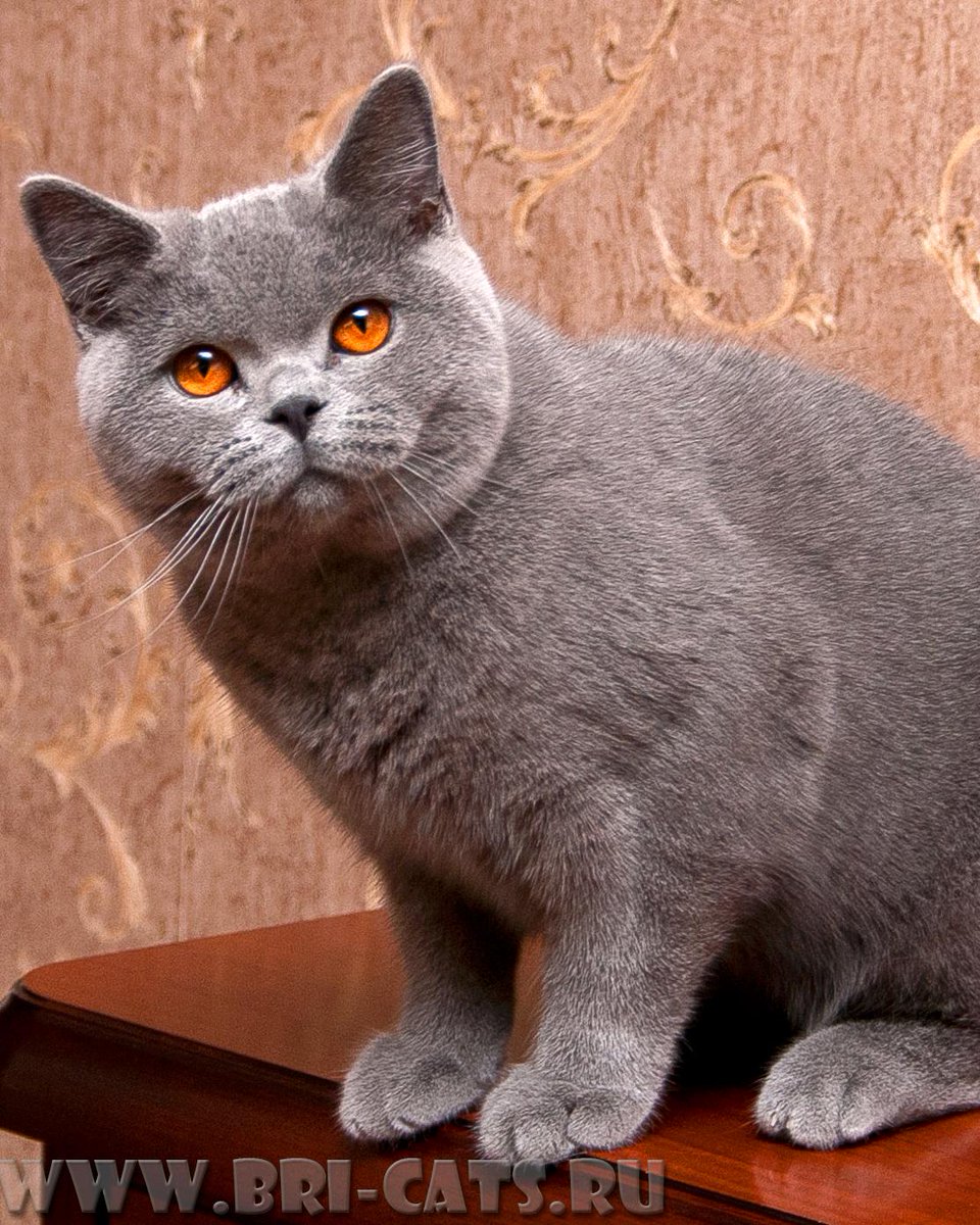 brikoshka's tweet photo. Нашей Британской кошечке 8 месяцев http://t.co/3MuUG550iw
#британскаякошка #янтарныеглазки #голубойкотенок #питомник http://t.co/UtrCubeUWb