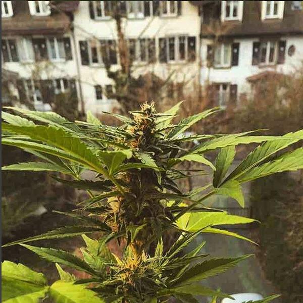 dubyapp's tweet photo. Best view ever πππ― #_high #cannabiscommunity #dopefam#upinsmoke #dubyapp #loveyourmother #mmj π¨ππ² http://t.co/yxCqE4vmMa