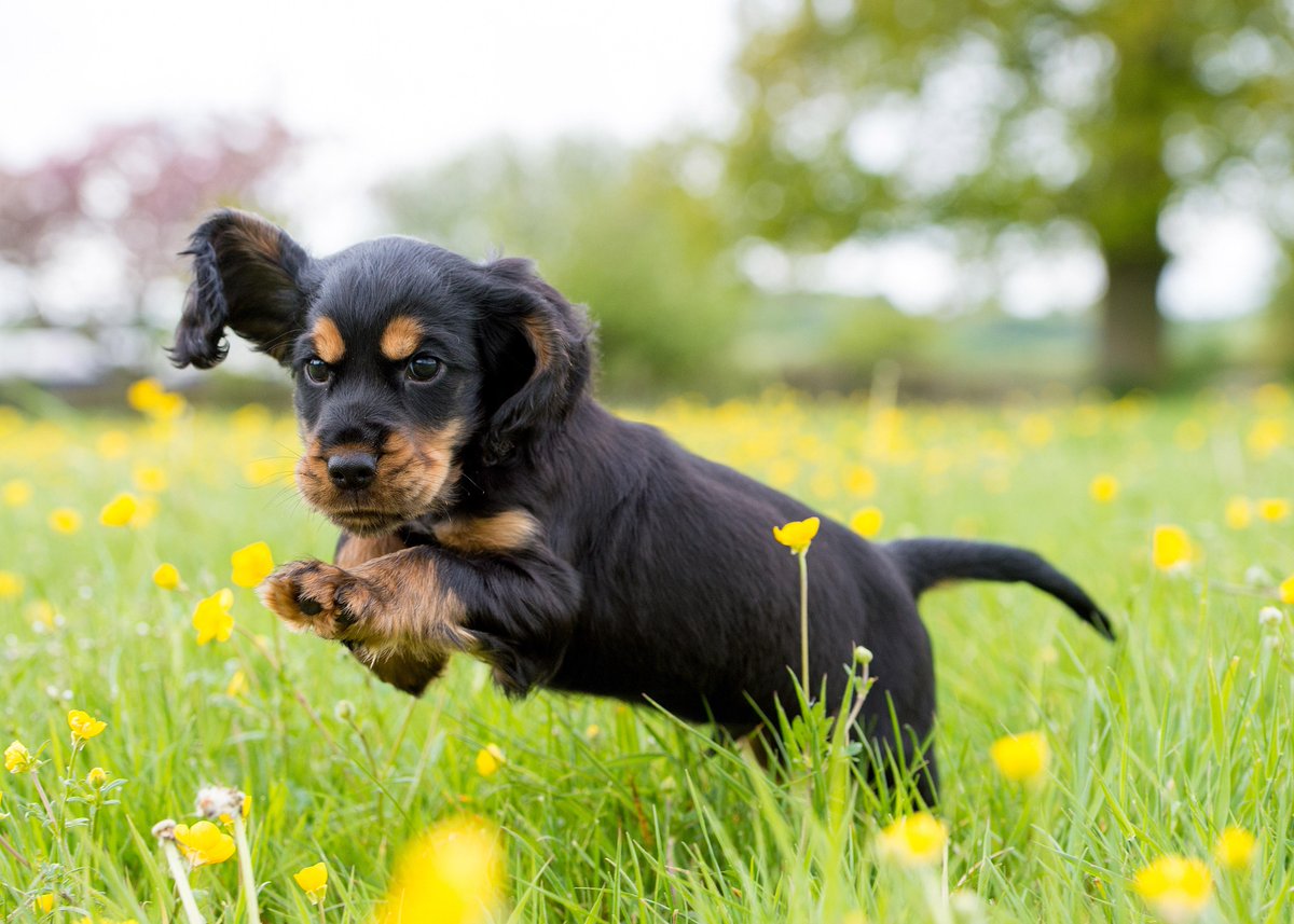 HearingDogs's tweet photo. Try to look at 20 of the most adorable hearing dog puppy ears here without smiling here >> http://t.co/FkfSHfoI0d http://t.co/TvyobeFviD