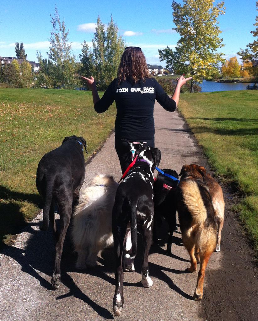 FurKidsDaycare's tweet photo. Headed out again- we walked, had a water break & rested on way home. #greatday #packwalking #furkids #yyc http://t.co/dGcvnxfKsY