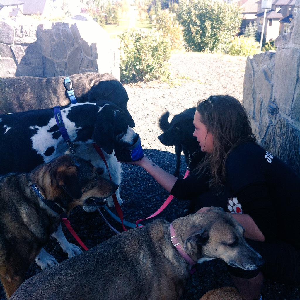 FurKidsDaycare's tweet photo. Headed out again- we walked, had a water break & rested on way home. #greatday #packwalking #furkids #yyc http://t.co/dGcvnxfKsY
