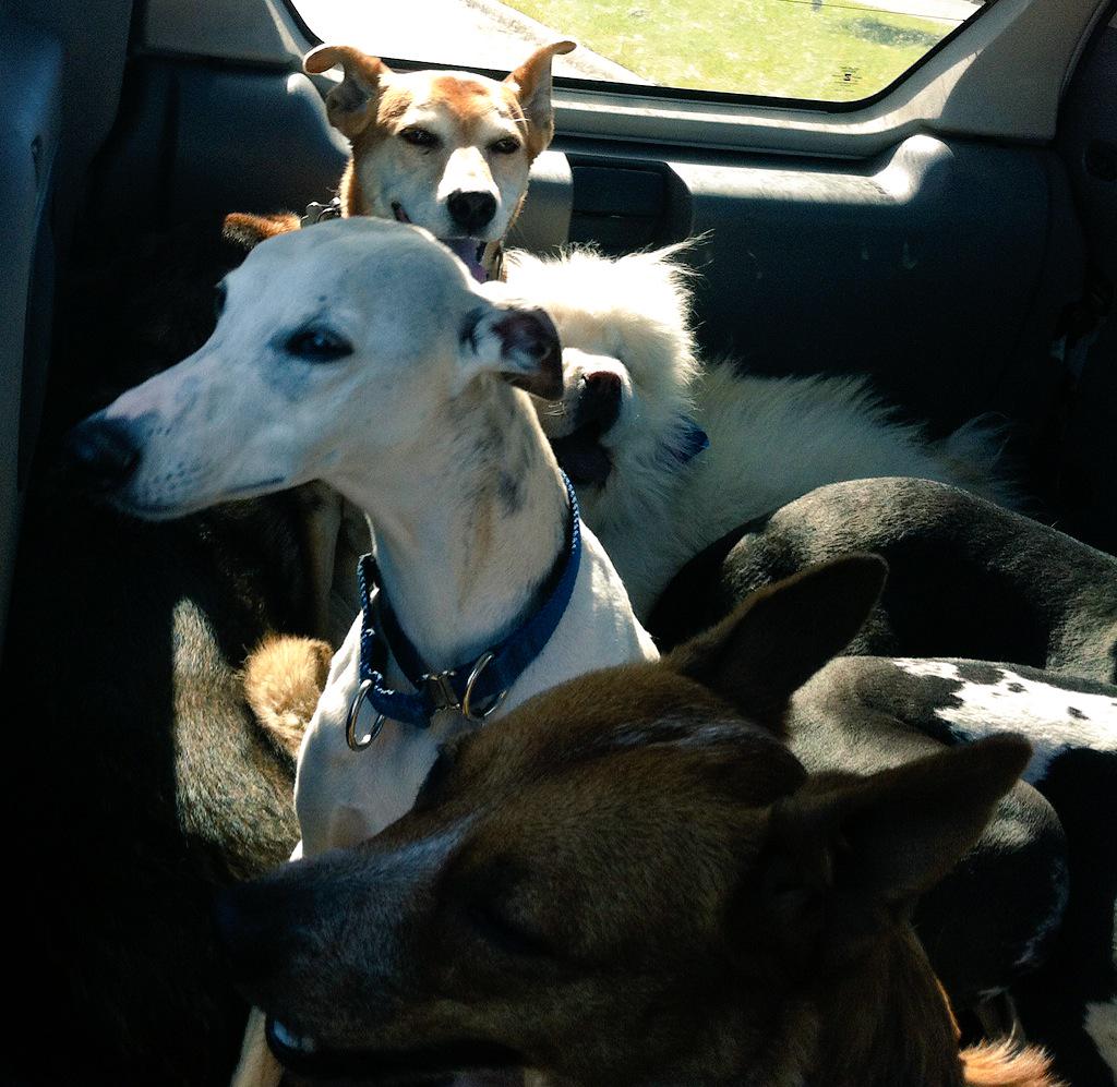 FurKidsDaycare's tweet photo. Headed out again- we walked, had a water break & rested on way home. #greatday #packwalking #furkids #yyc http://t.co/dGcvnxfKsY