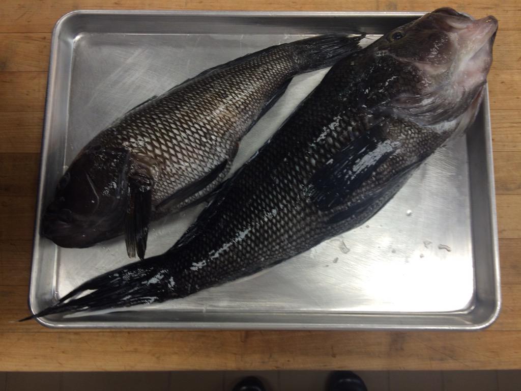 lucierRob's tweet photo. BI caught, Pt. Judith landed bass. Gift from someone with too much. Lucky me. #eatlocal http://t.co/4wdj0j40hc
