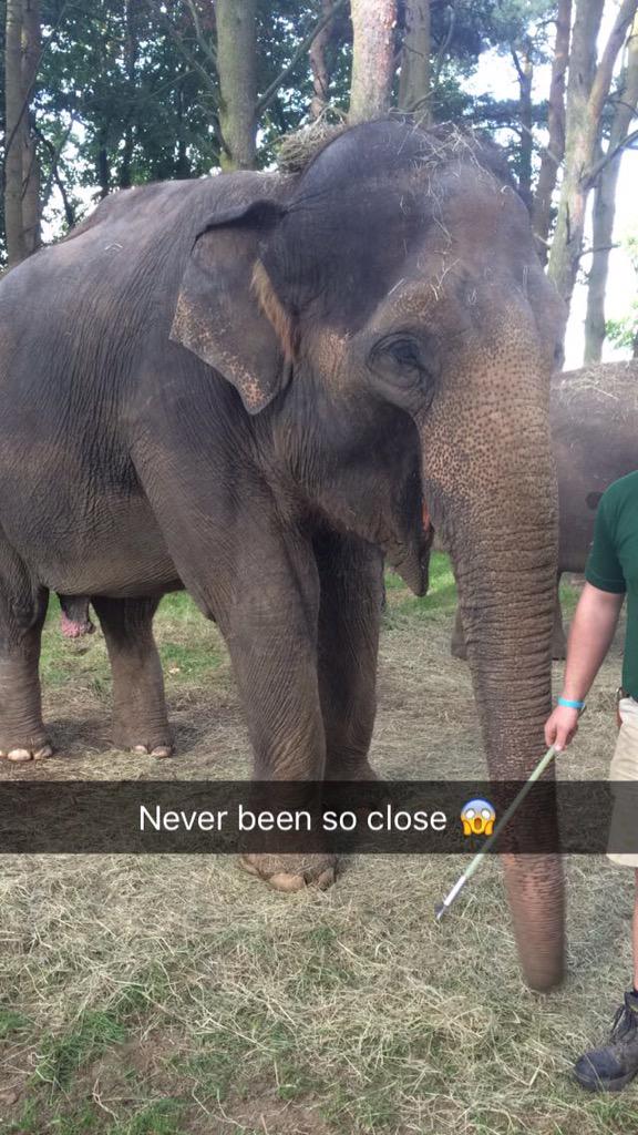 DholiciousSingh's tweet photo. Wicked day today giging In whipsnade zoo for the Indian elephant exhibition! #bandbaja #zoo #indianelephants http://t.co/0xzPiz9lN6
