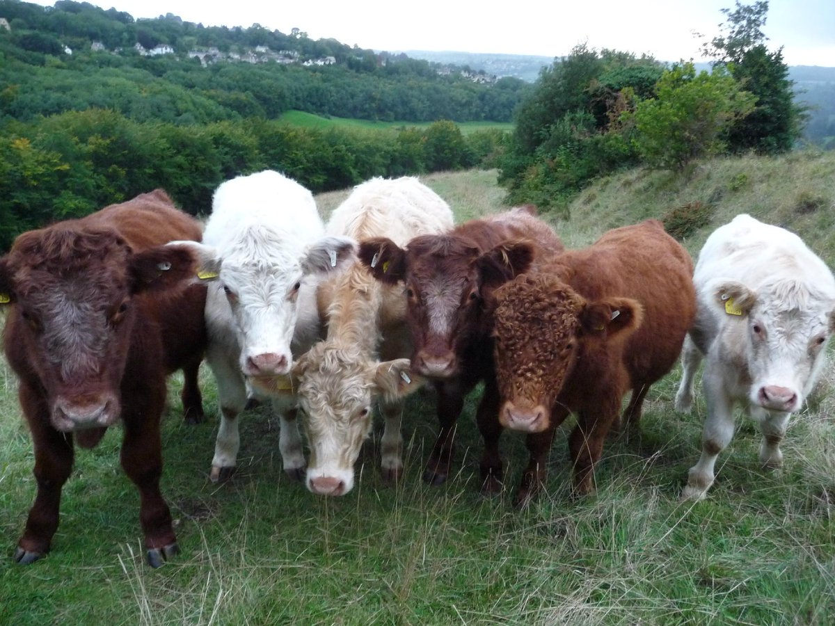 kdthacker's tweet image. Hey @cowsoncommon Meet my young @Luing_Cattle now on #RodboroughCommon