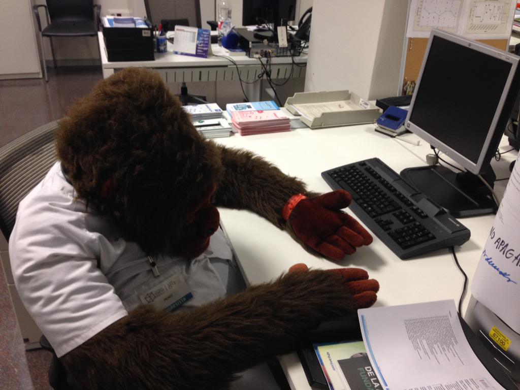 MeriBlody's tweet image. Perry guardando la Farmacueva👷🏼🐻