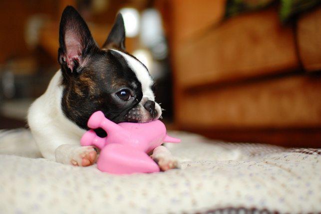 iRazasdePerros's tweet photo. Raza: Boston Terrier
Origen: USA
Peso: 6.8 a 11 Kg
Tamaño: Mediano
Carácter: Amable vivaz inteligente gran compañero http://t.co/VQGkq7EwKE
