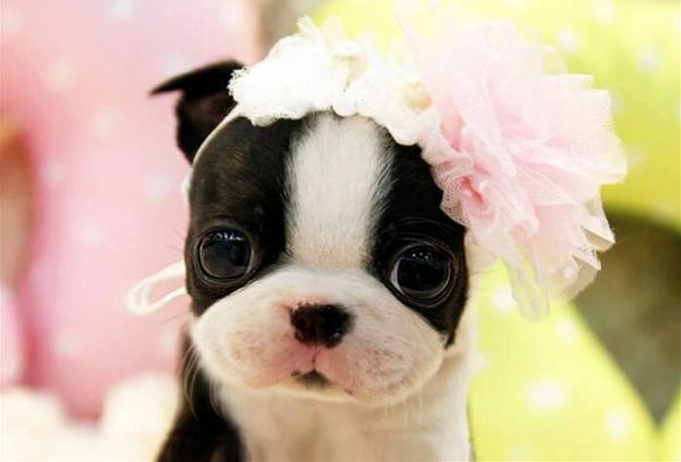iRazasdePerros's tweet photo. Raza: Boston Terrier
Origen: USA
Peso: 6.8 a 11 Kg
Tamaño: Mediano
Carácter: Amable vivaz inteligente gran compañero http://t.co/VQGkq7EwKE