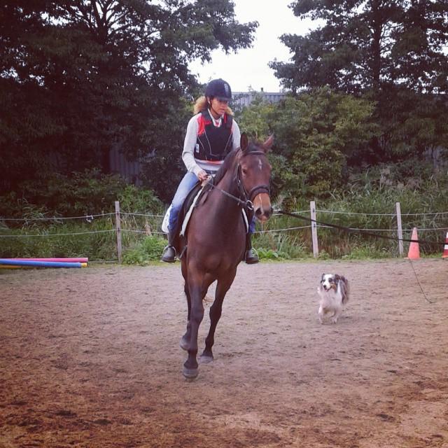 laubhoarst's tweet photo. RT http://t.co/VUqlqlhuJf Post by ourwonderfuljourney_: Do with Heaven today!
#equine #equestrian #equinefriendโฆ http://t.co/IvIGUgRT4e