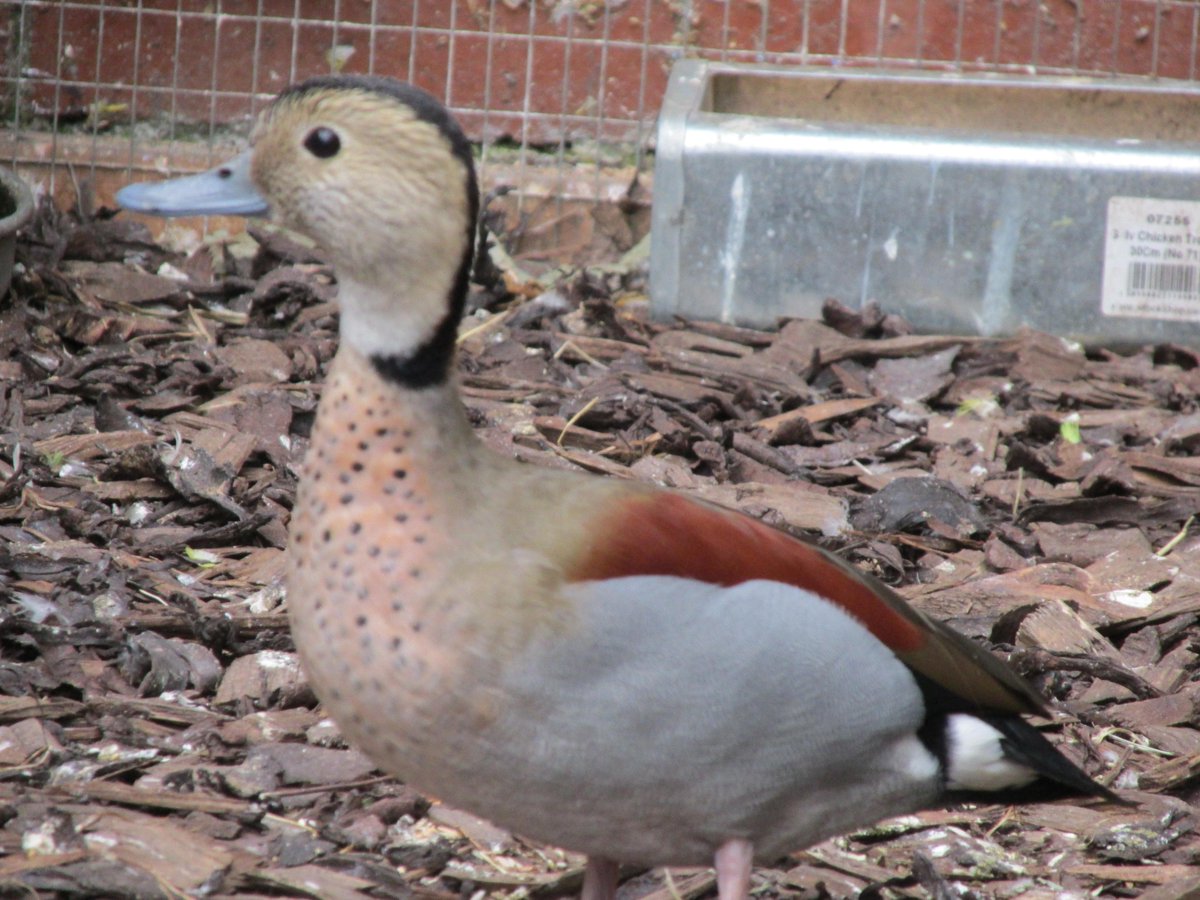 H_Hatching_eggs's tweet photo. A pair of Ringed Teal in the aviary. http://t.co/6wFtvcJdQy