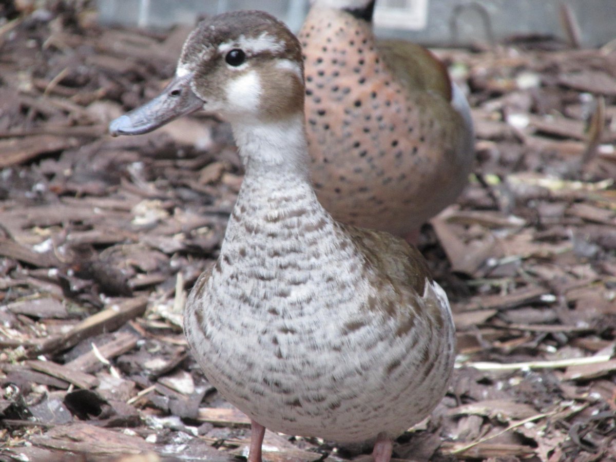 H_Hatching_eggs's tweet photo. A pair of Ringed Teal in the aviary. http://t.co/6wFtvcJdQy