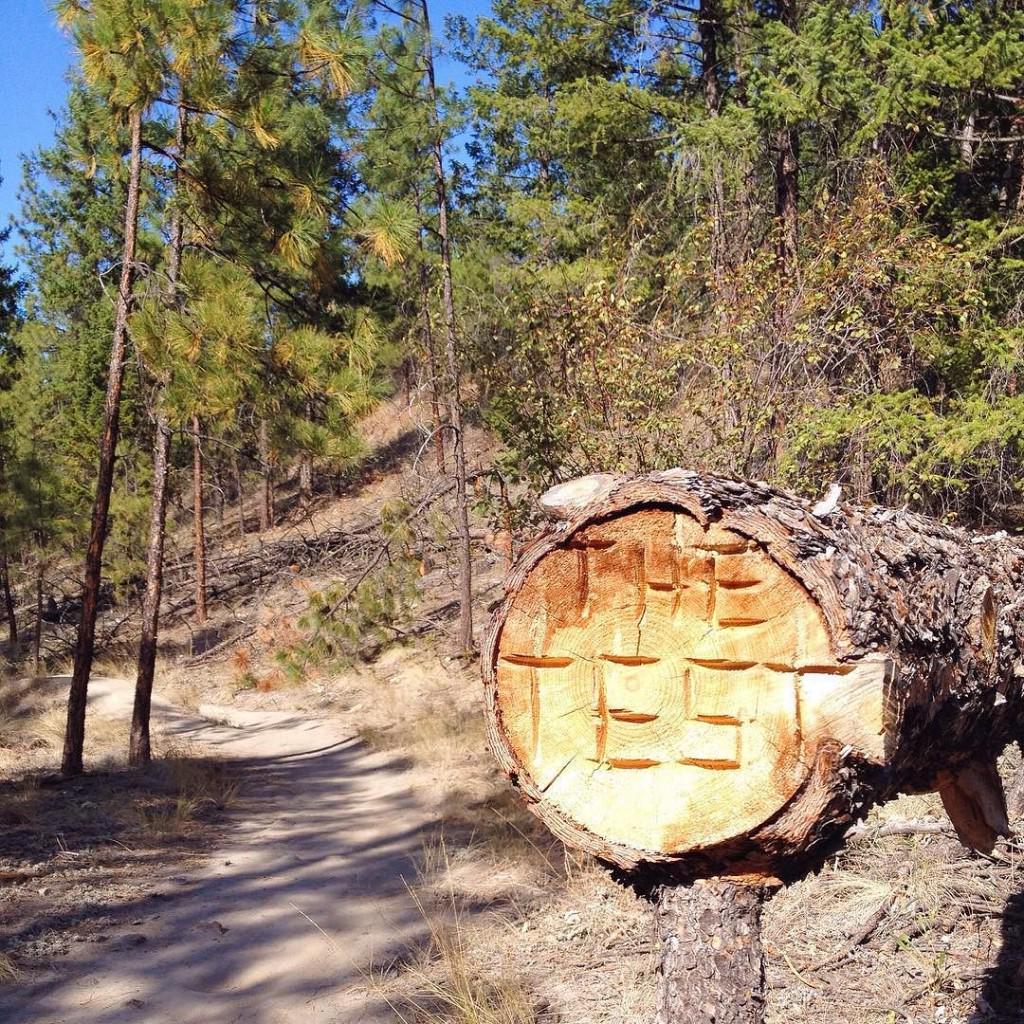 mtb_actionshots's tweet image. RG alixmahe: Ready to cheer on at the #testofhumanity in #Summerland.   instagr.am/p/73L4sjFF7W