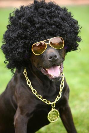 TypicalDogs's tweet image. Pretty cool, isnt he? 8D