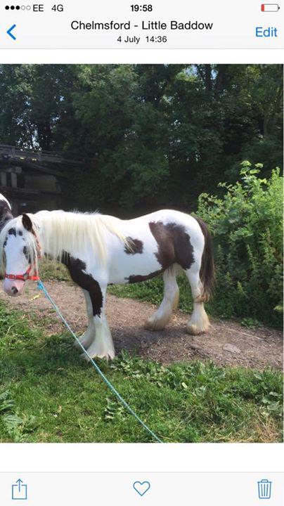 Mare missing from Pound Lane Pitsea area. Owner has been searching all day for her. Please contact us with any info